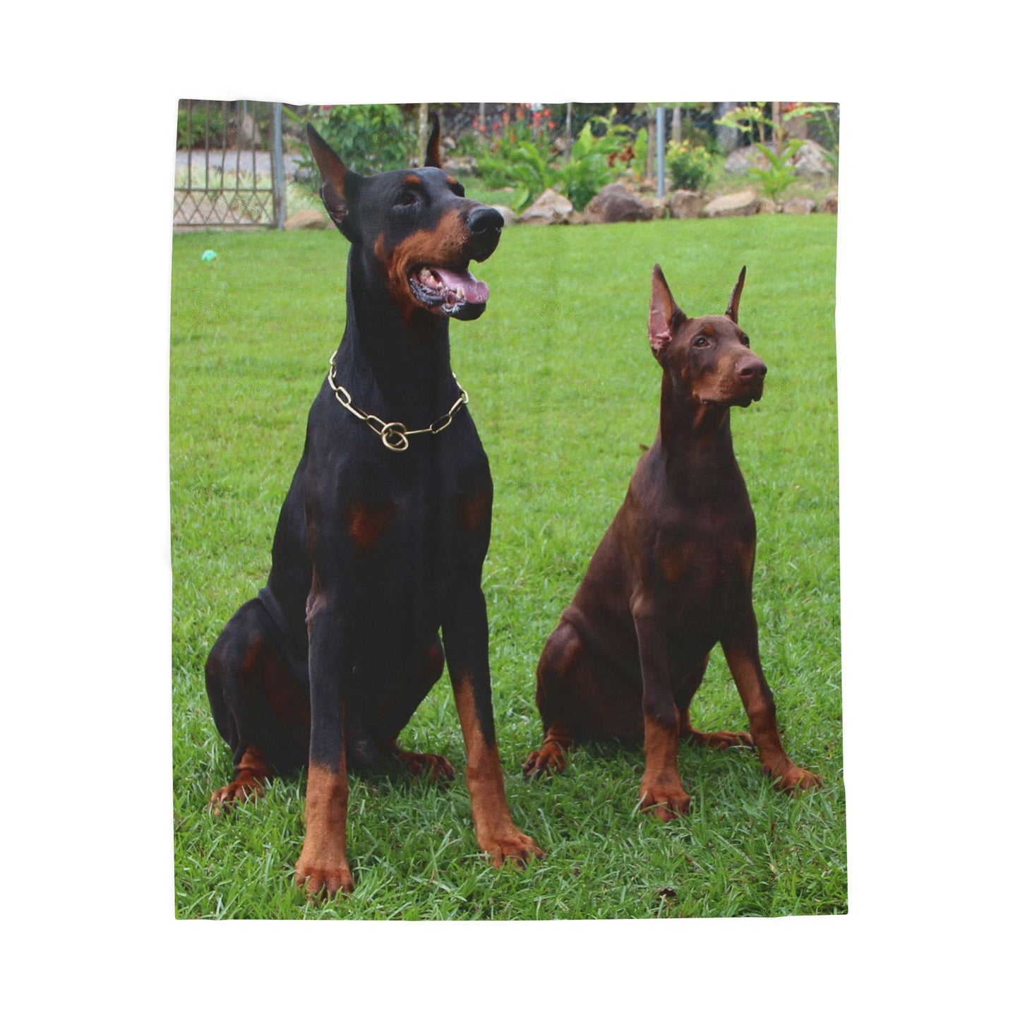 Doberman Dog Group Lovers Velveteen Plush Blanket | Cozy Pet Blanket for Home Decoration, Gift for Dog Owners, Animal Lover Cozy Throw