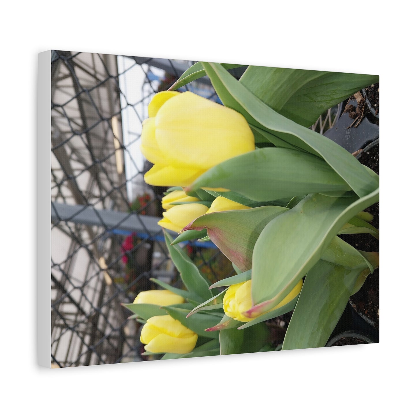 Yellow Tulip Stretched Canvas Art - Vibrant Floral Decor for Home & Gifts