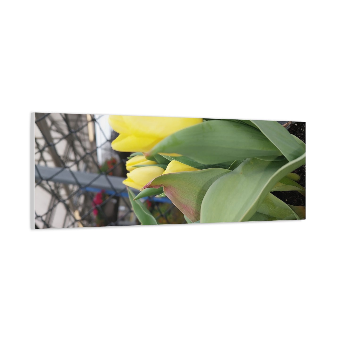 Yellow Tulip Stretched Canvas Art - Vibrant Floral Decor for Home & Gifts