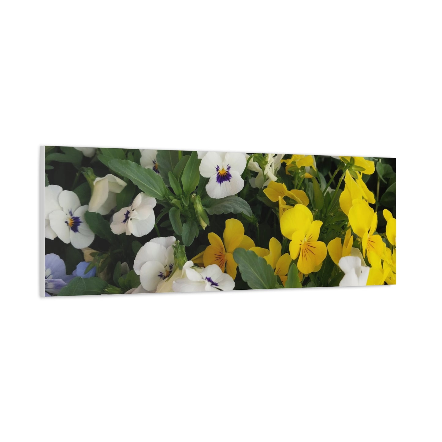 Pansies Floral Canvas Wall Art - Vibrant Pansy Design for Home Decor