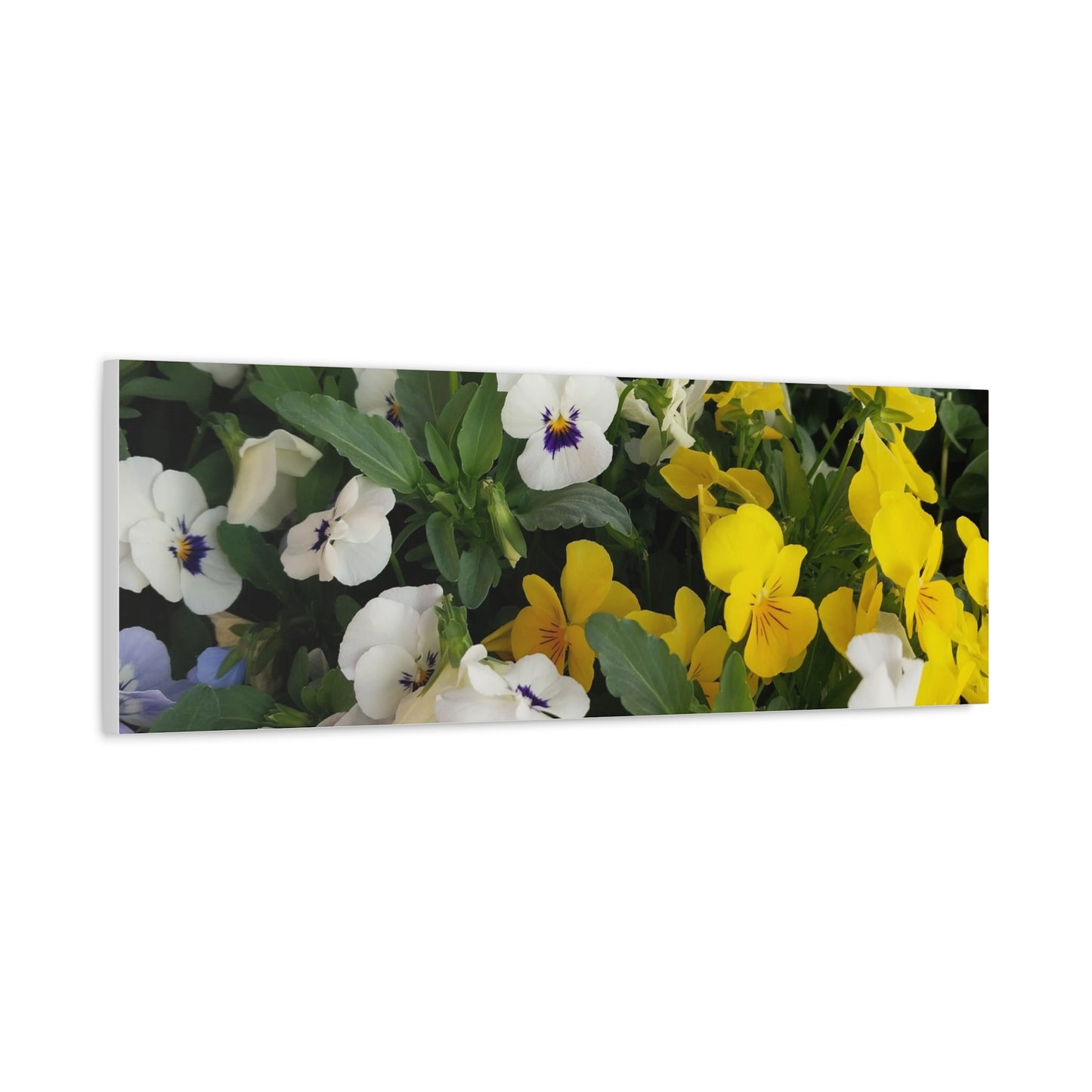 Pansies Floral Canvas Wall Art - Vibrant Pansy Design for Home Decor