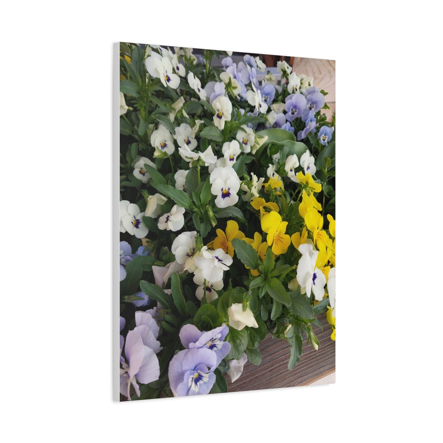 Pansies Floral Canvas Wall Art - Vibrant Pansy Design for Home Decor