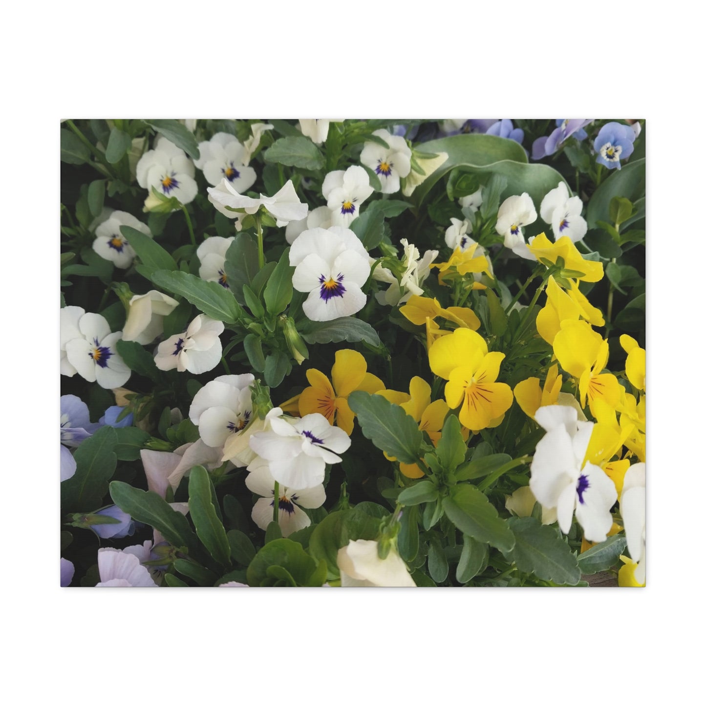 Pansies Floral Canvas Wall Art - Vibrant Pansy Design for Home Decor