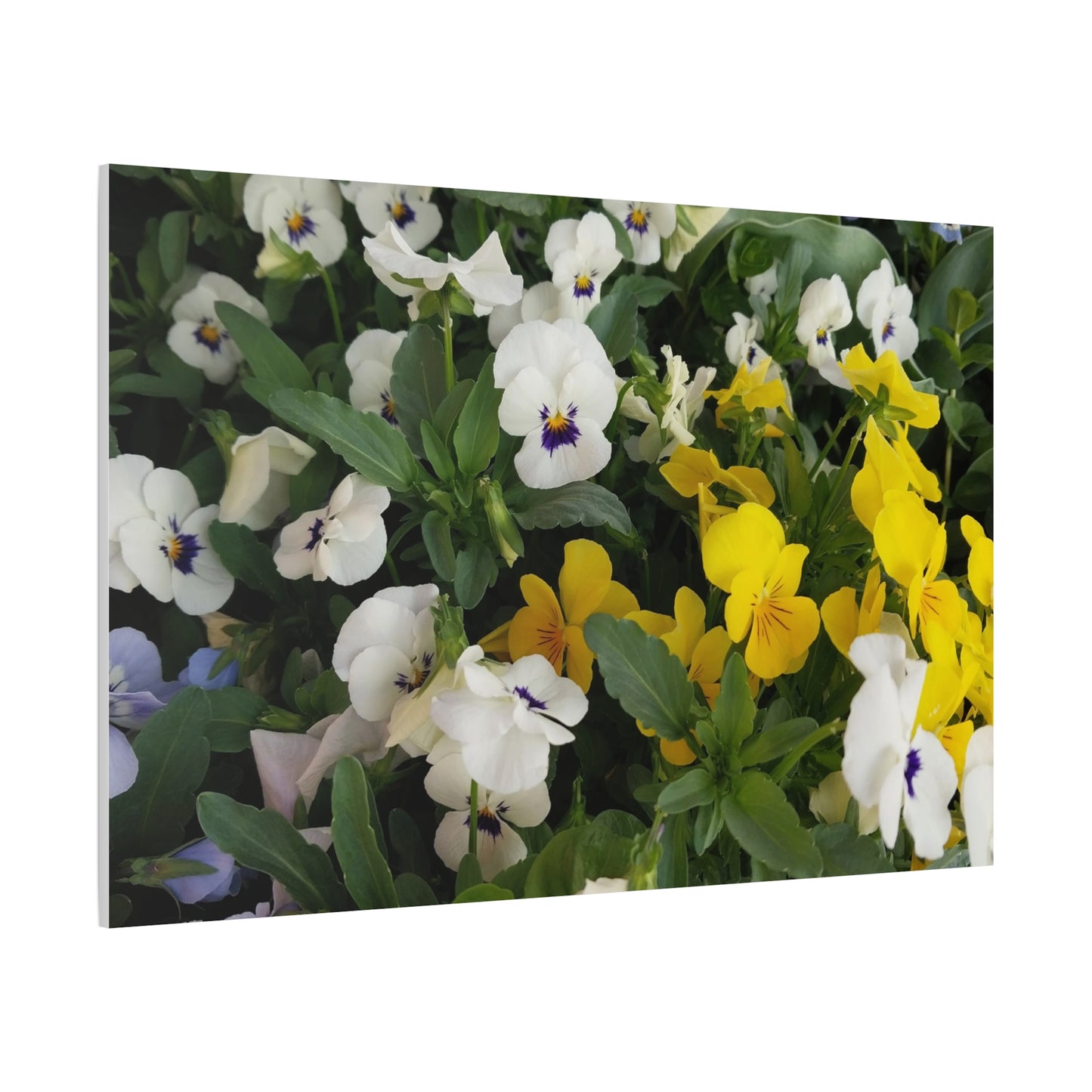 Pansies Floral Canvas Wall Art - Vibrant Pansy Design for Home Decor