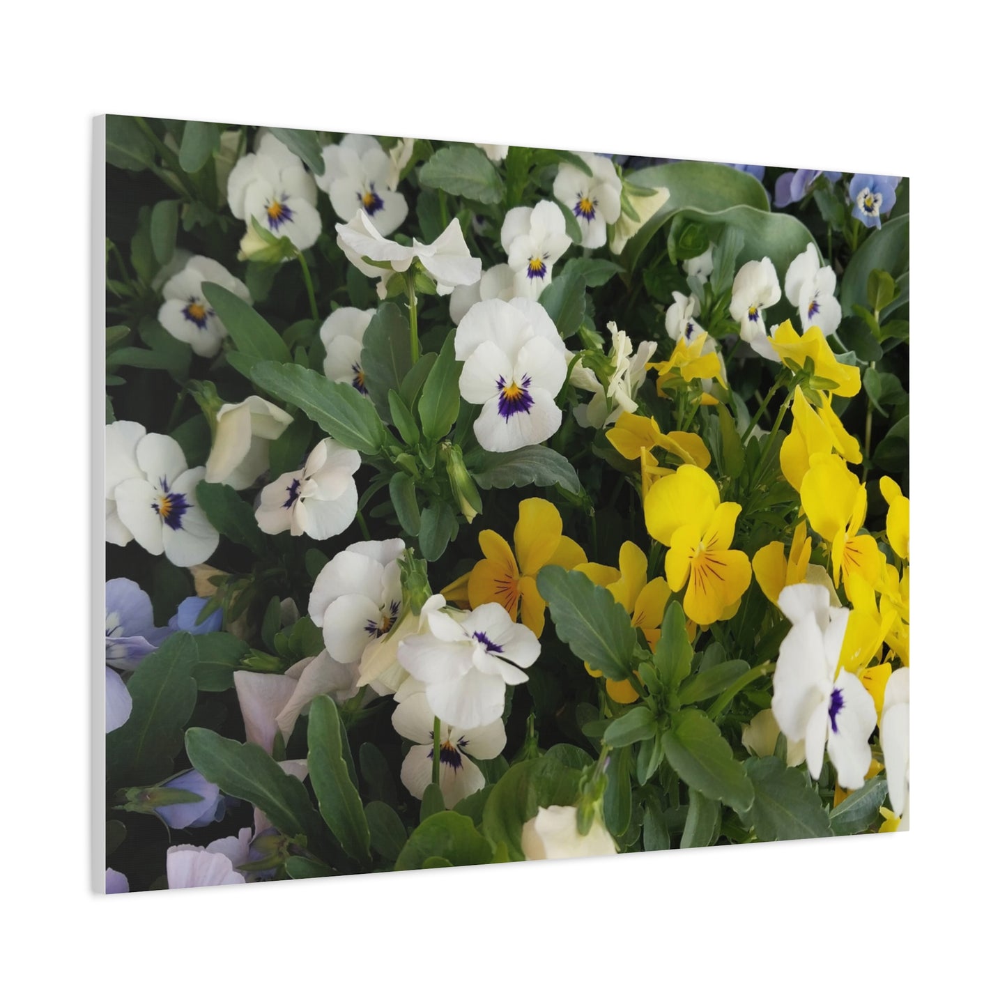 Pansies Floral Canvas Wall Art - Vibrant Pansy Design for Home Decor