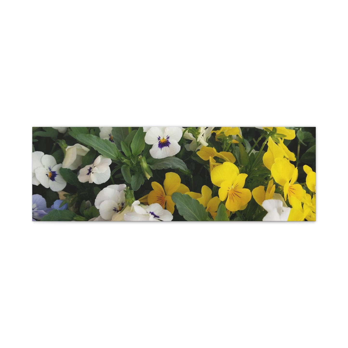 Pansies Floral Canvas Wall Art - Vibrant Pansy Design for Home Decor