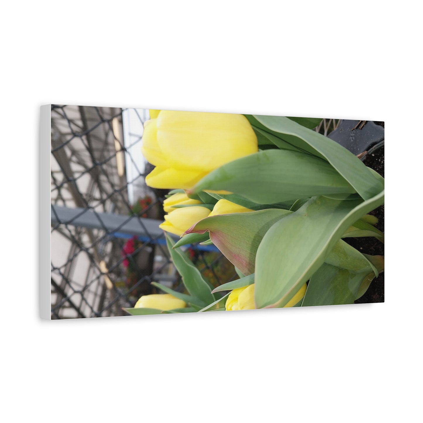 Yellow Tulip Stretched Canvas Art - Vibrant Floral Decor for Home & Gifts