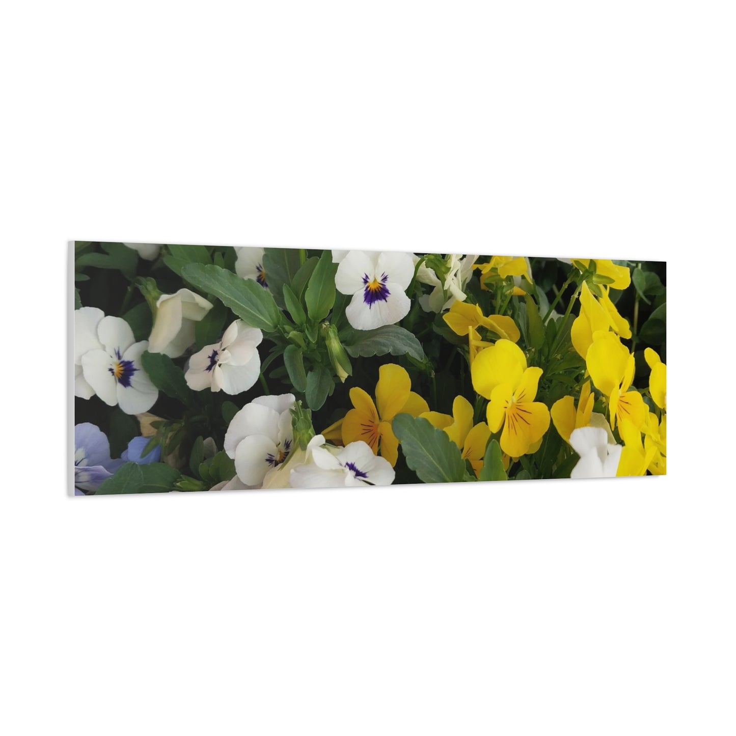 Pansies Floral Canvas Wall Art - Vibrant Pansy Design for Home Decor