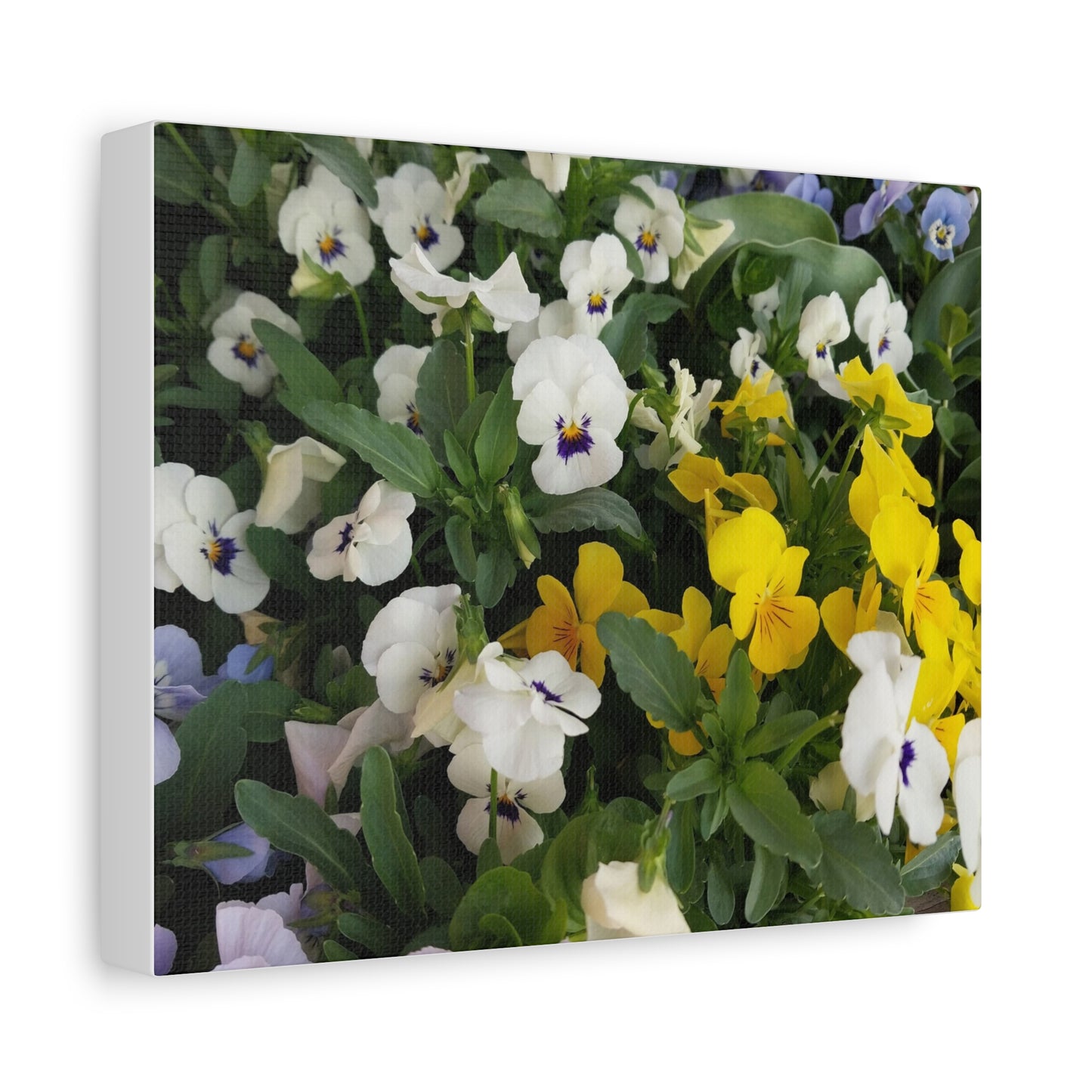 Pansies Floral Canvas Wall Art - Vibrant Pansy Design for Home Decor