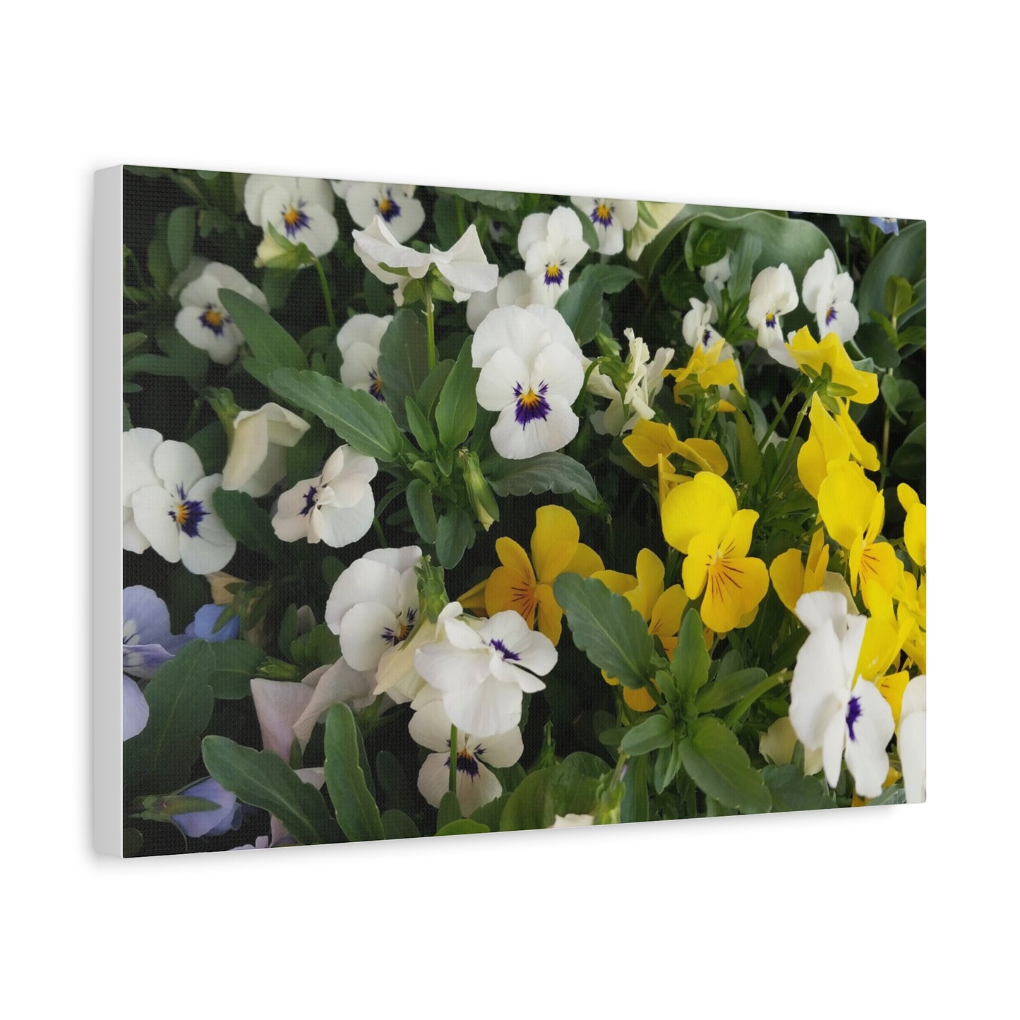 Pansies Floral Canvas Wall Art - Vibrant Pansy Design for Home Decor