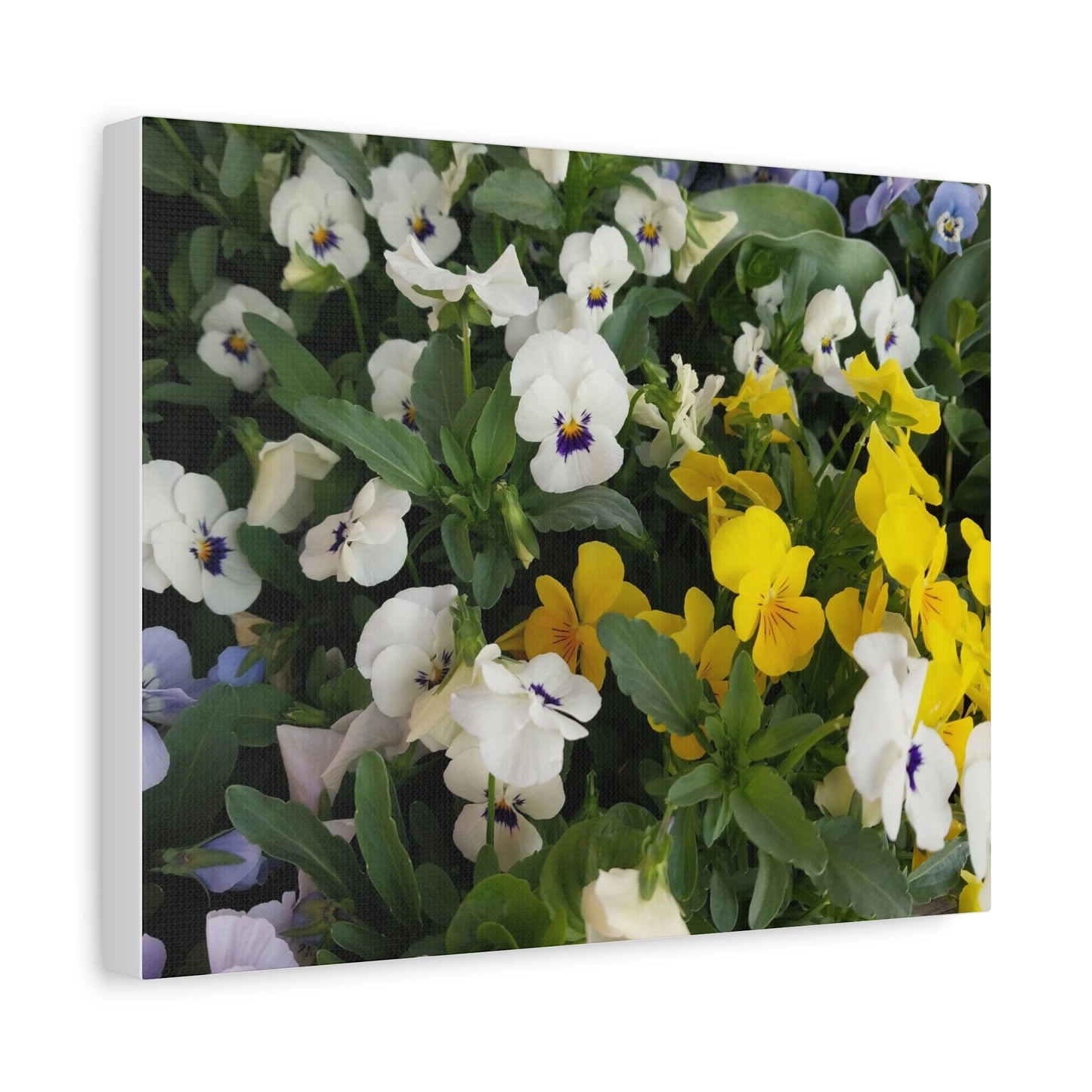 Pansies Floral Canvas Wall Art - Vibrant Pansy Design for Home Decor