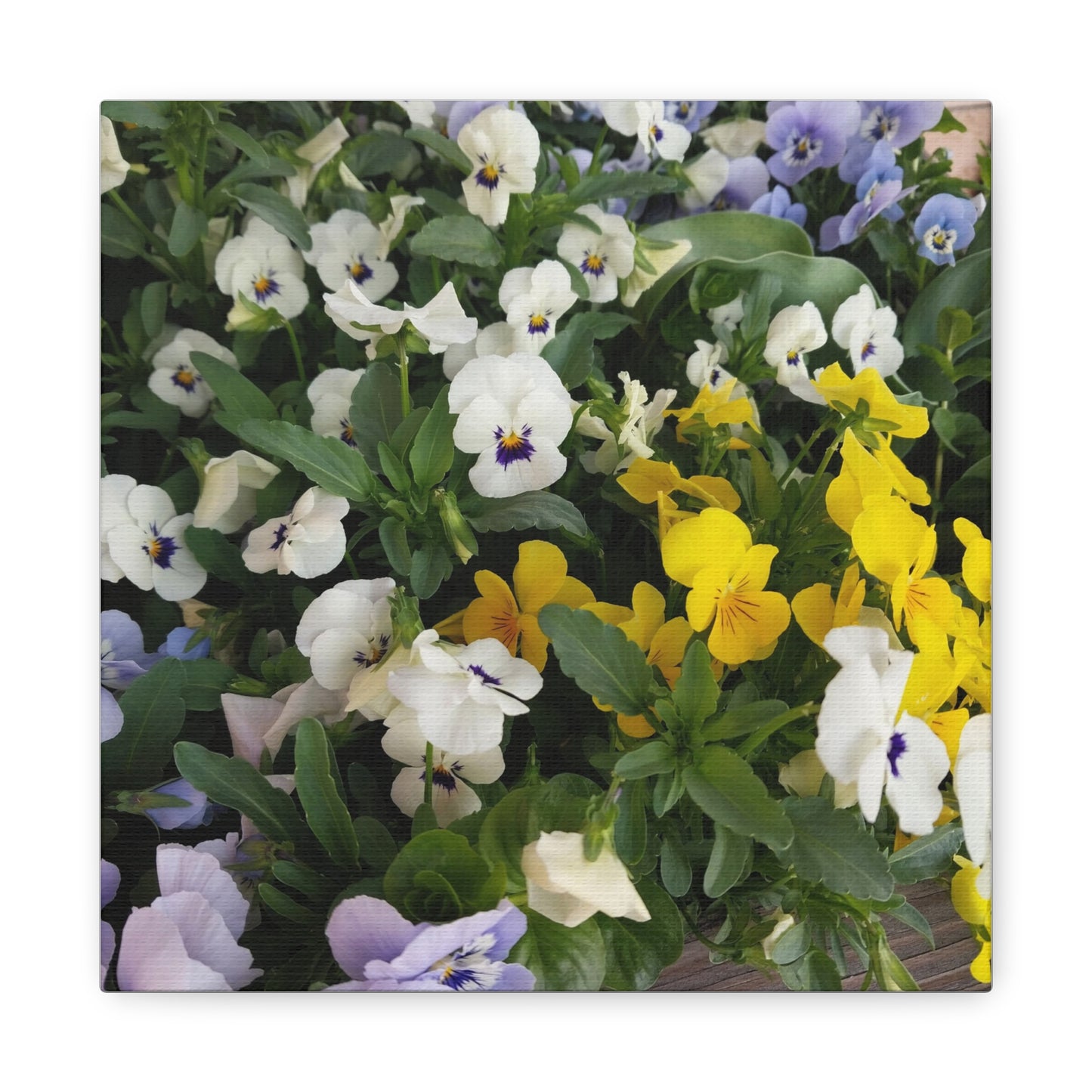 Pansies Floral Canvas Wall Art - Vibrant Pansy Design for Home Decor