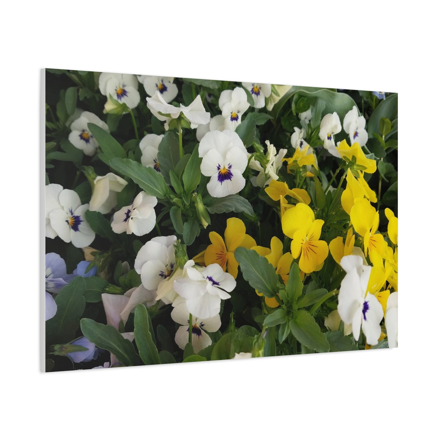 Pansies Floral Canvas Wall Art - Vibrant Pansy Design for Home Decor