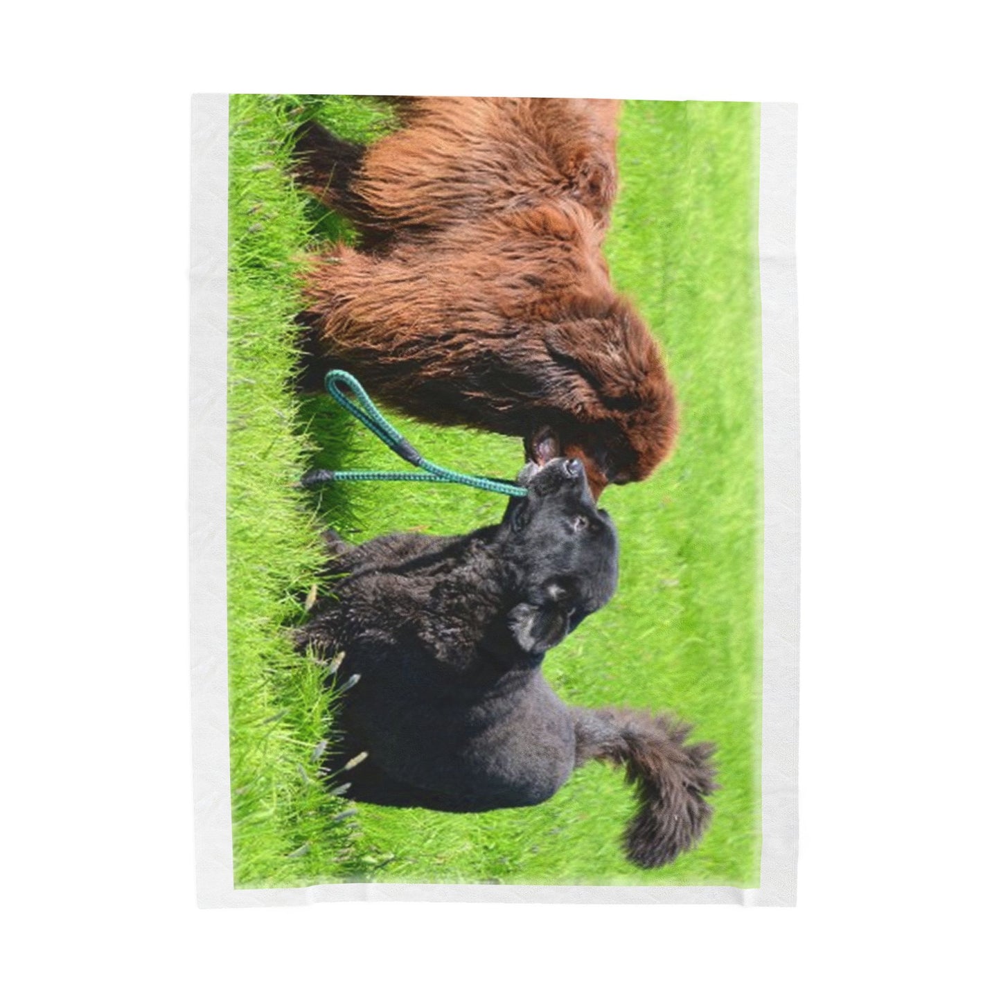 Newfoundland Dog Group Pet Lovers' Velveteen Plush Blanket - Cozy, Soft Throw for Dog Owners
