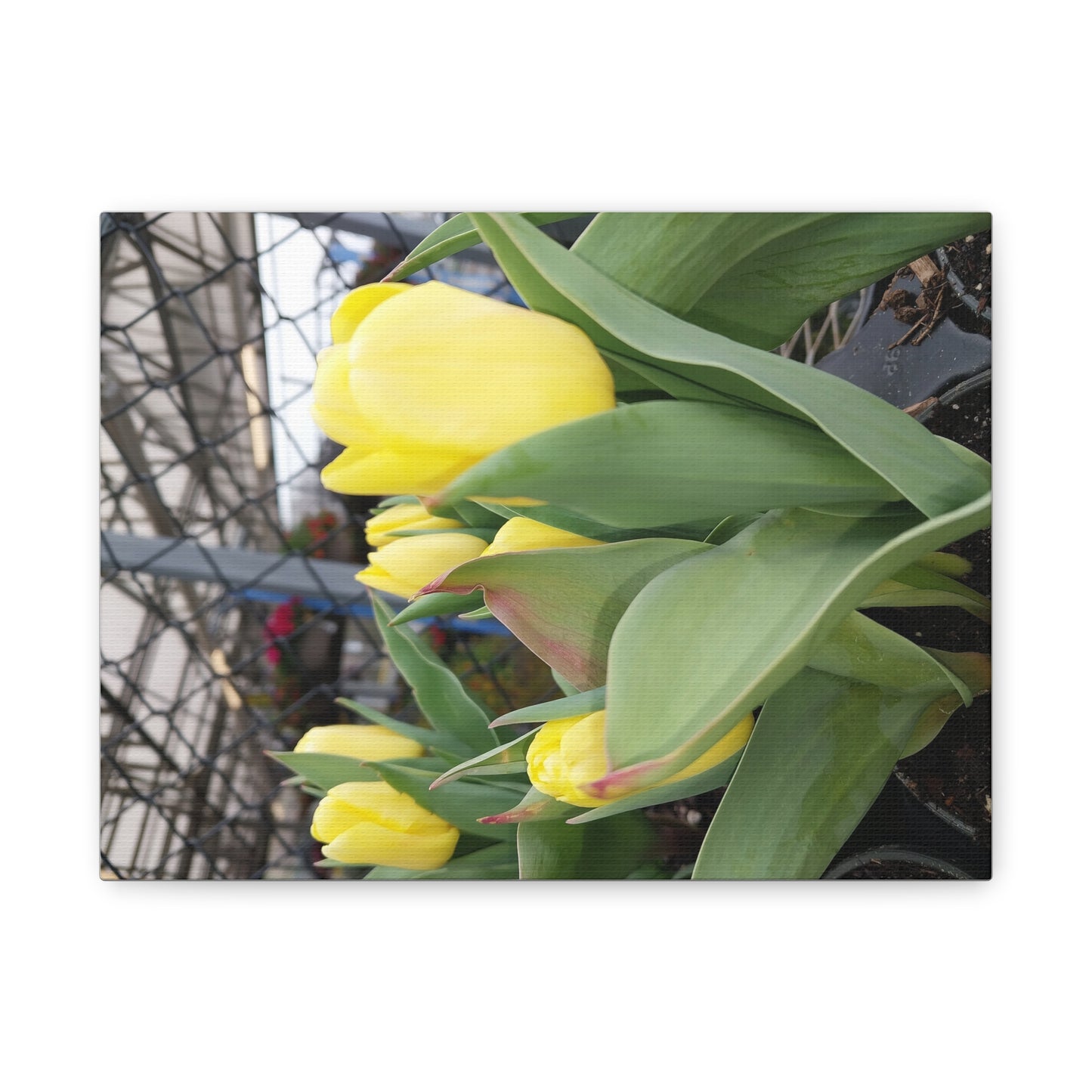 Yellow Tulip Stretched Canvas Art - Vibrant Floral Decor for Home & Gifts