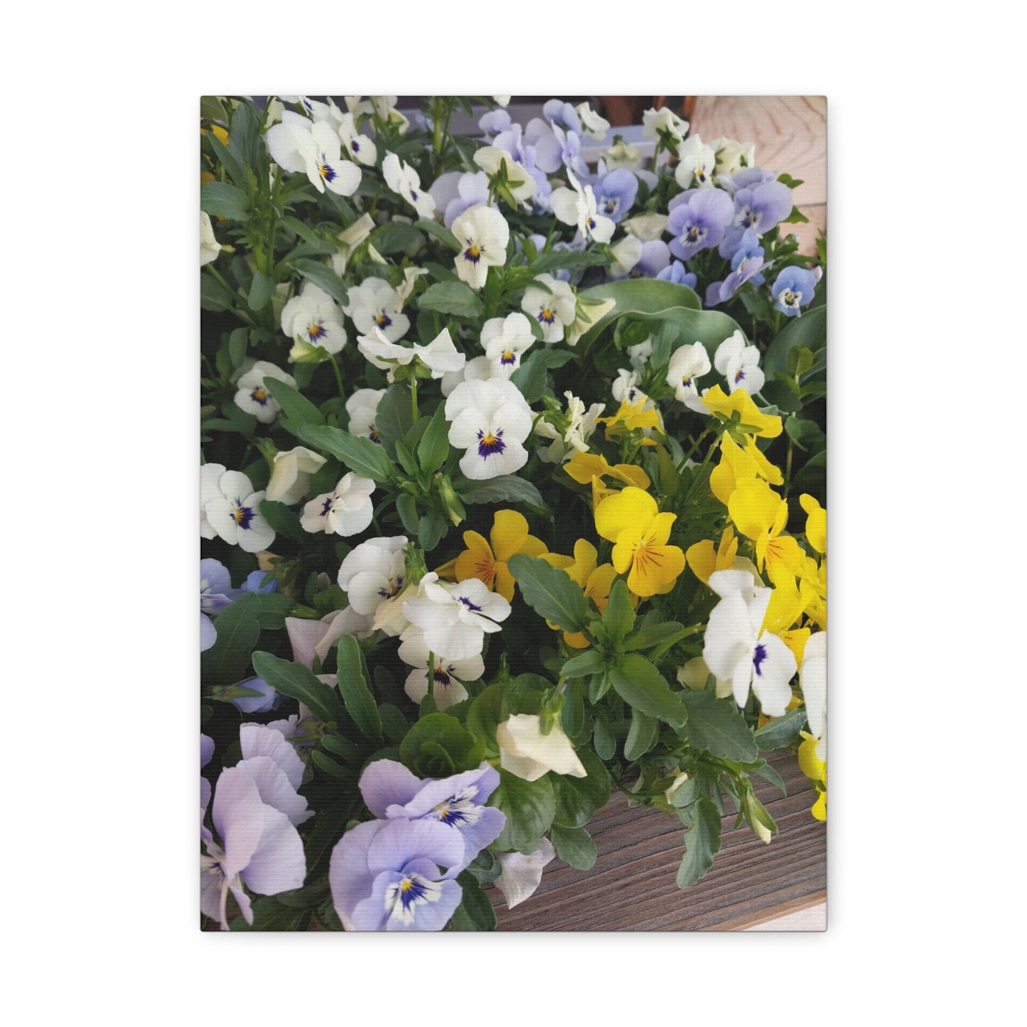 Pansies Floral Canvas Wall Art - Vibrant Pansy Design for Home Decor
