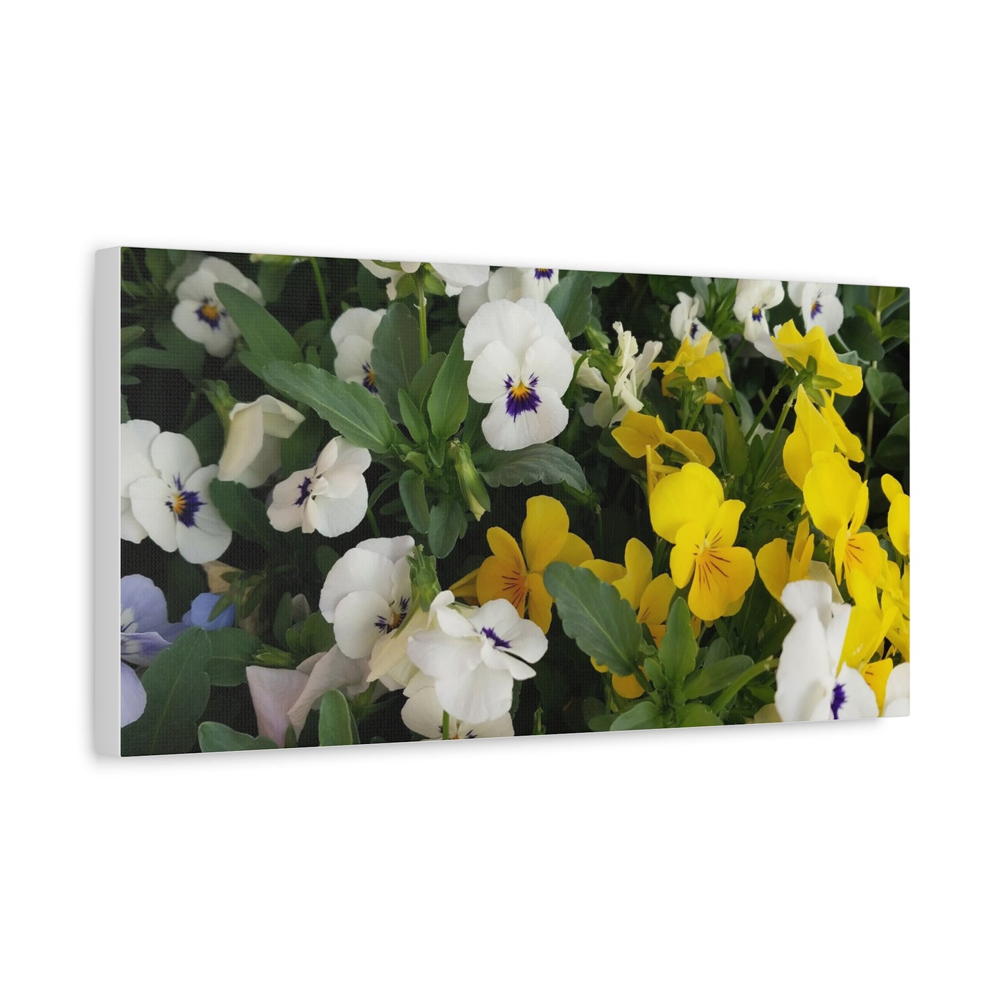 Pansies Floral Canvas Wall Art - Vibrant Pansy Design for Home Decor