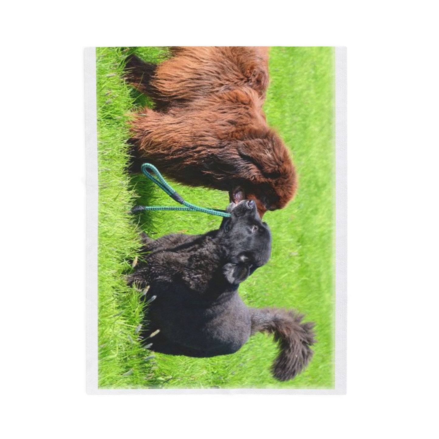 Newfoundland Dog Group Pet Lovers' Velveteen Plush Blanket - Cozy, Soft Throw for Dog Owners