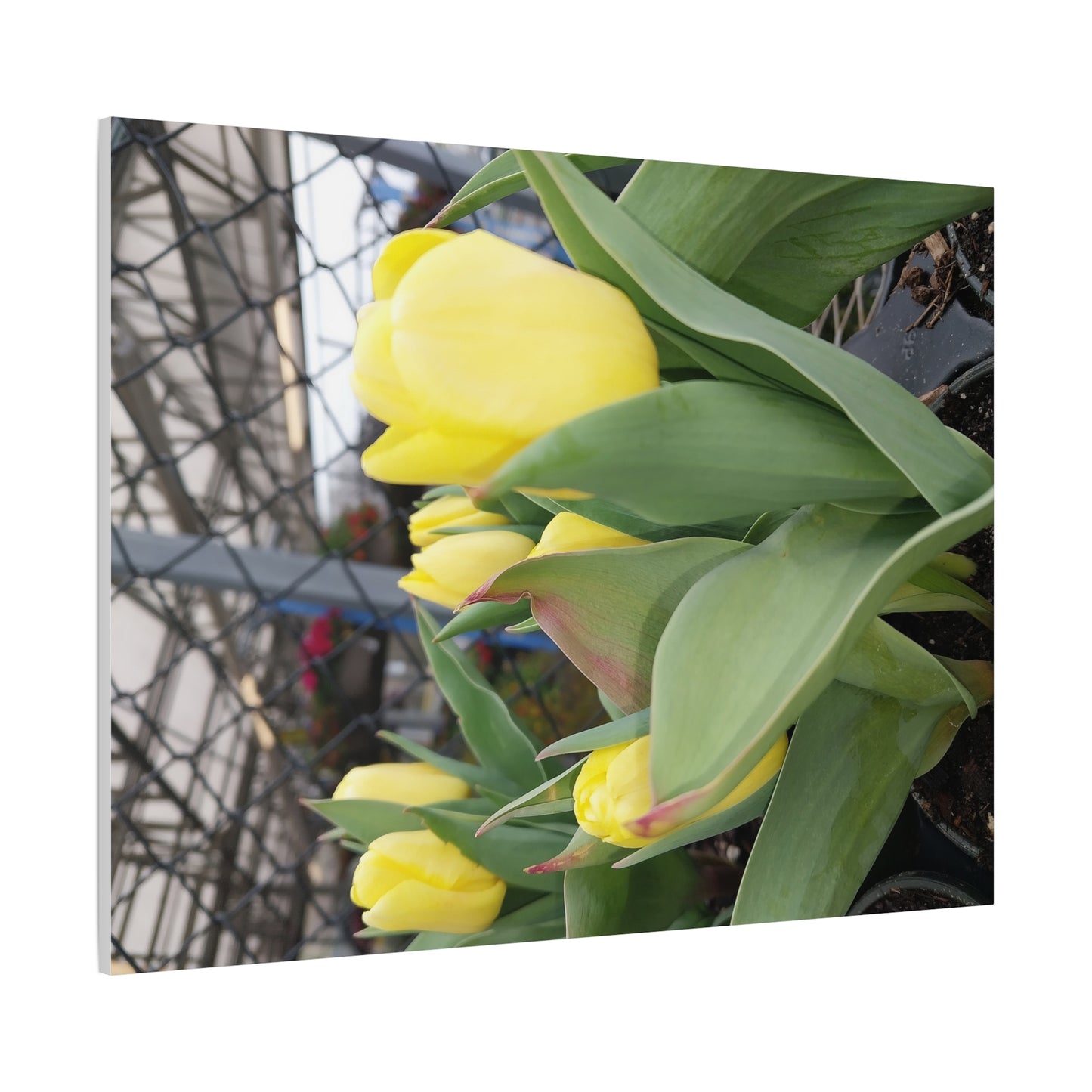 Yellow Tulip Stretched Canvas Art - Vibrant Floral Decor for Home & Gifts
