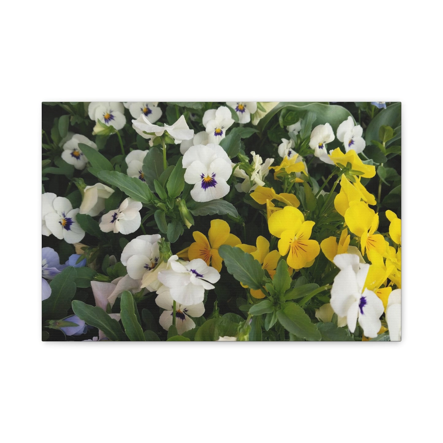 Pansies Floral Canvas Wall Art - Vibrant Pansy Design for Home Decor