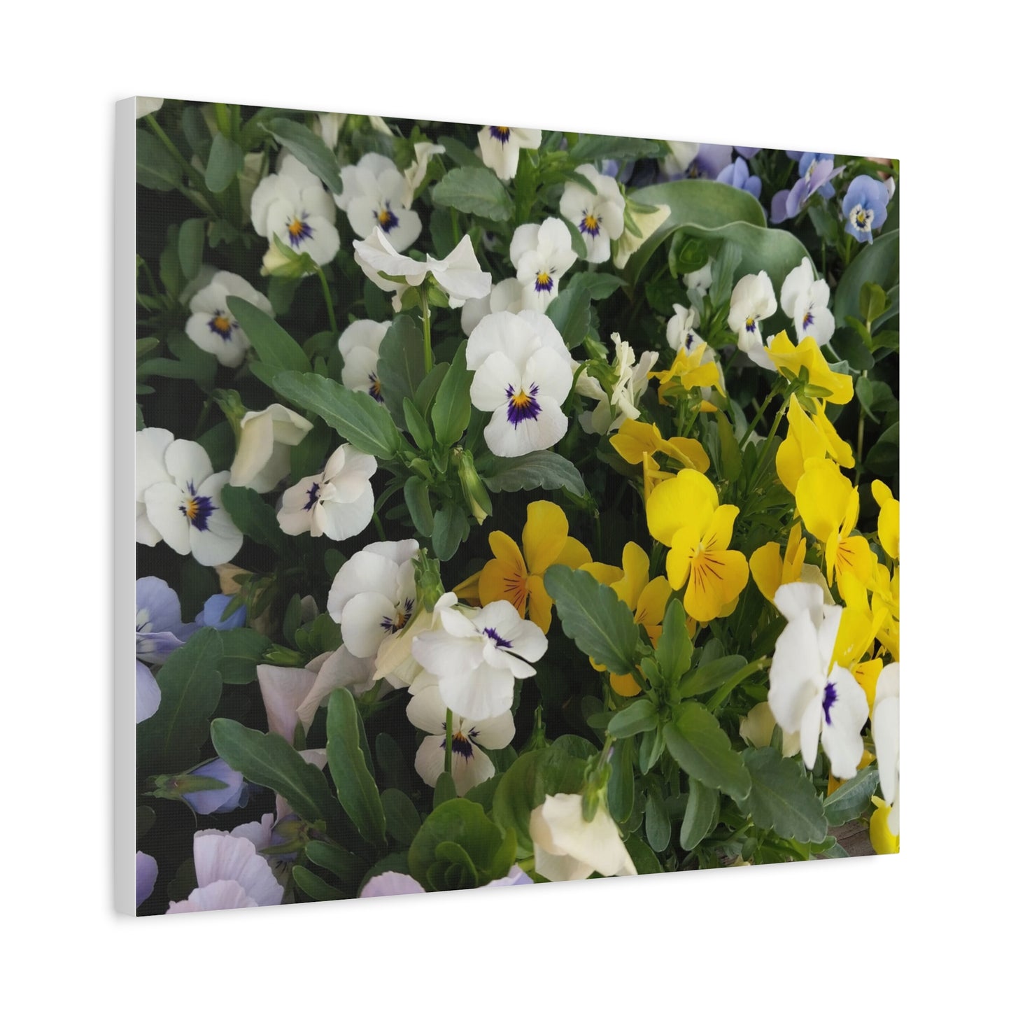 Pansies Floral Canvas Wall Art - Vibrant Pansy Design for Home Decor