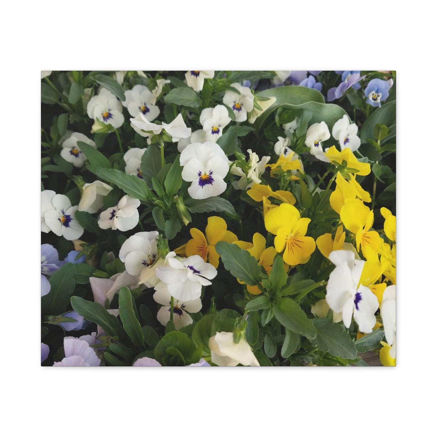 Pansies Floral Canvas Wall Art - Vibrant Pansy Design for Home Decor