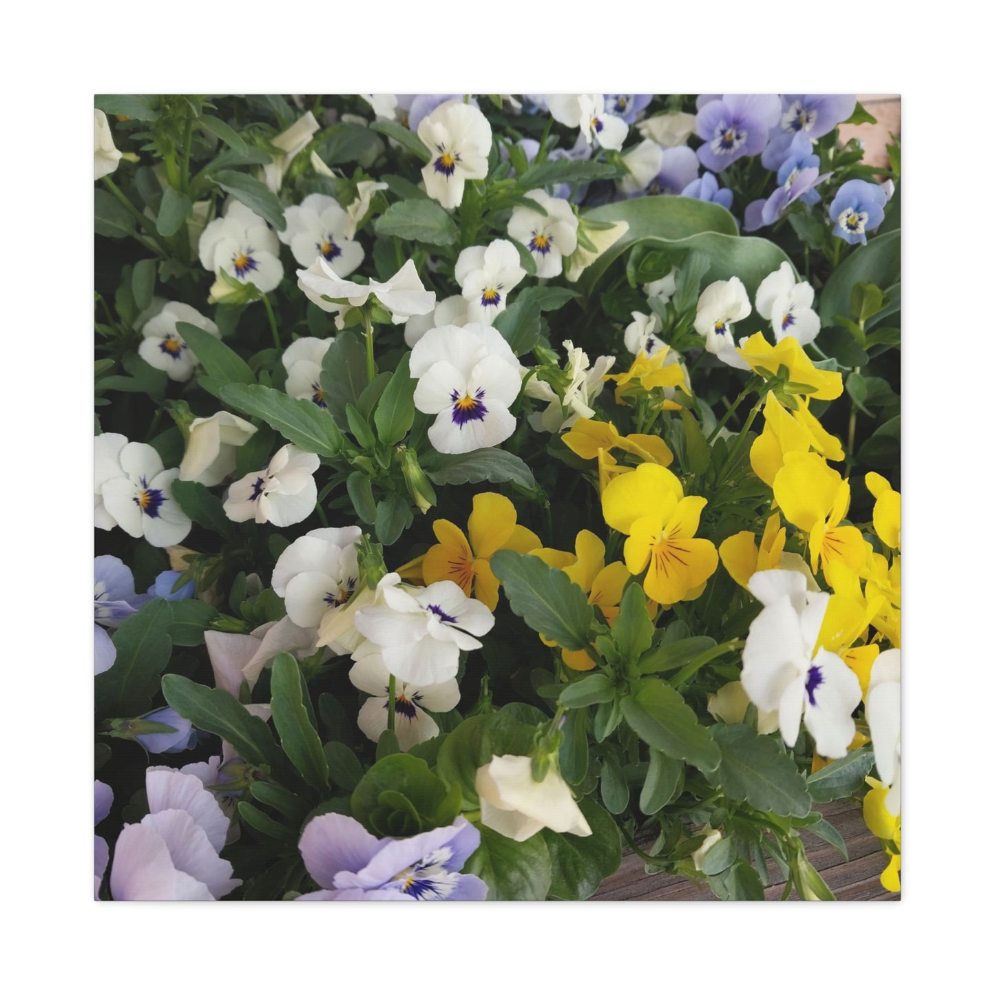 Pansies Floral Canvas Wall Art - Vibrant Pansy Design for Home Decor