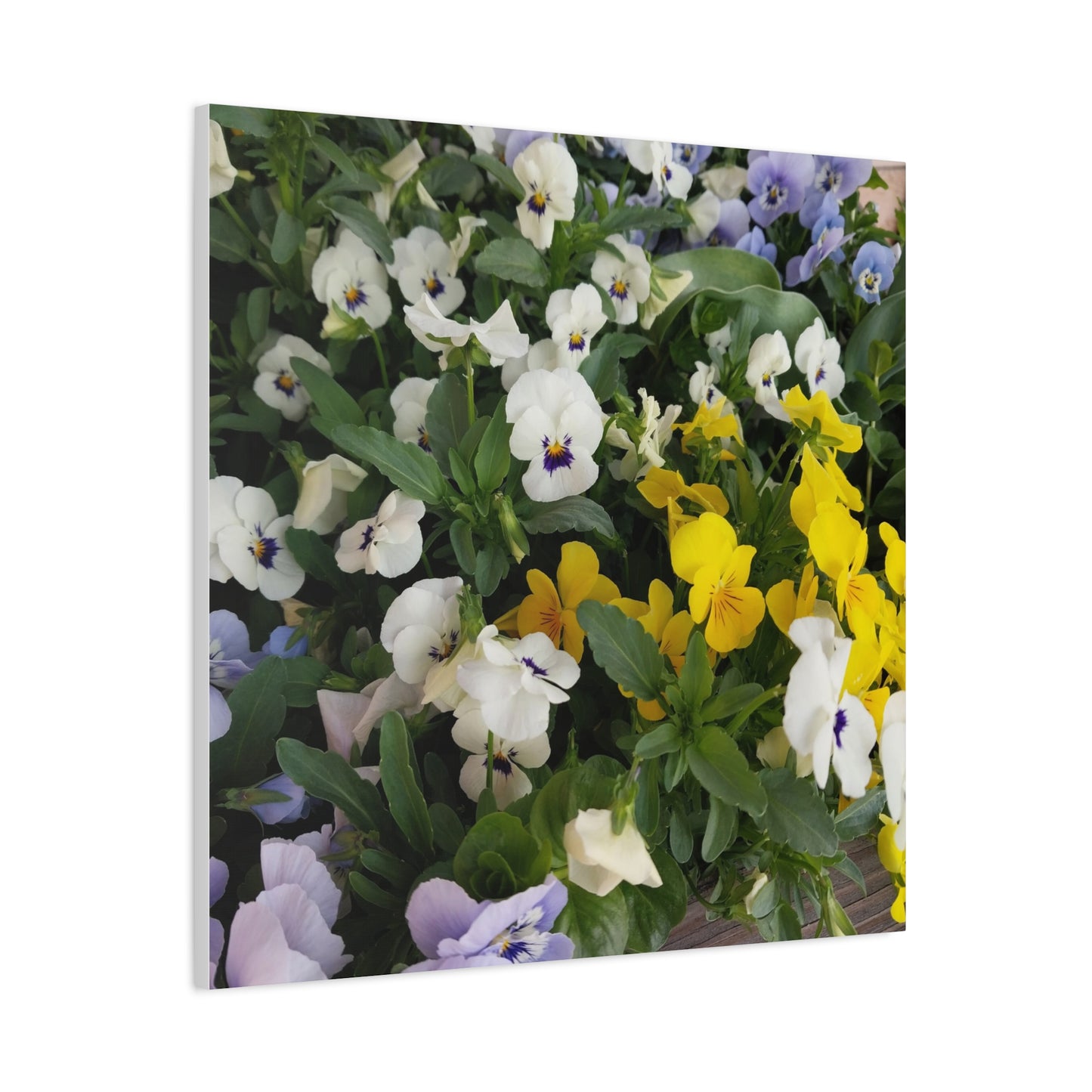 Pansies Floral Canvas Wall Art - Vibrant Pansy Design for Home Decor