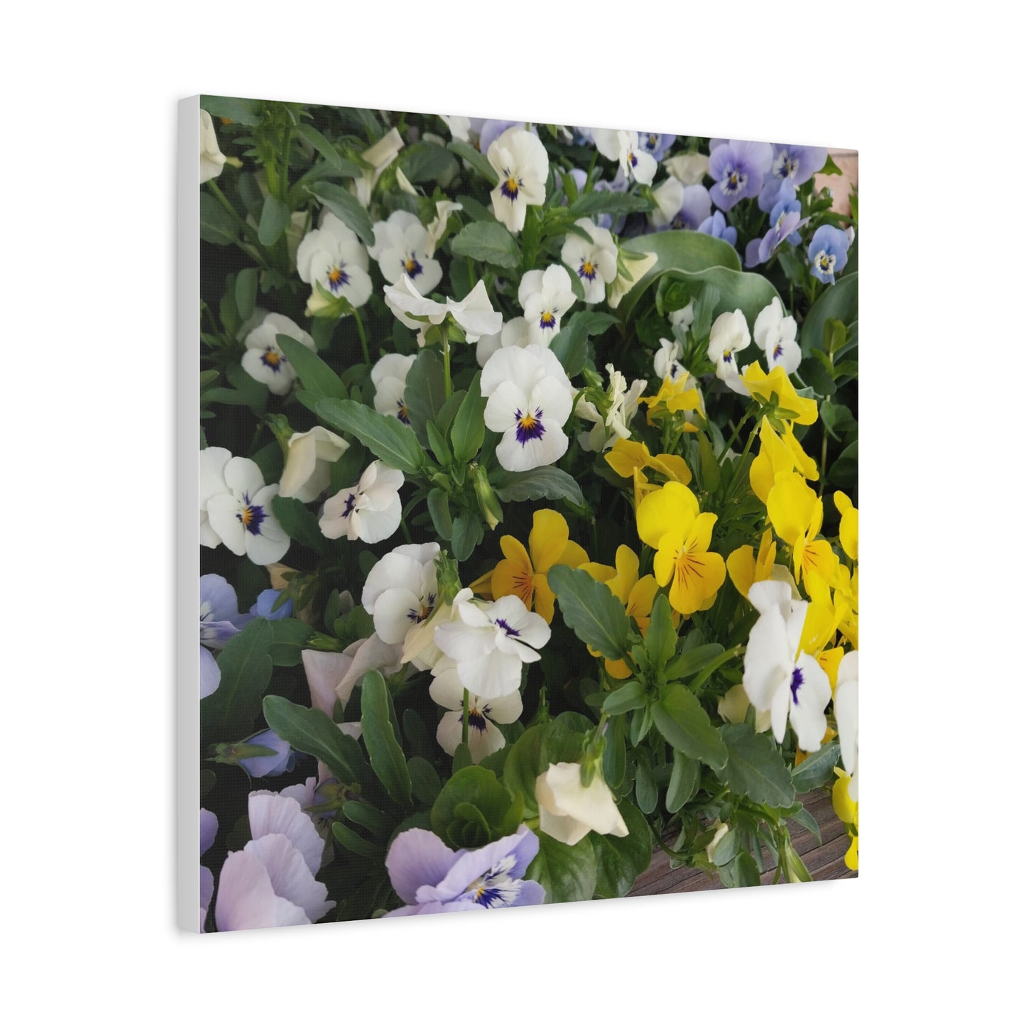 Pansies Floral Canvas Wall Art - Vibrant Pansy Design for Home Decor