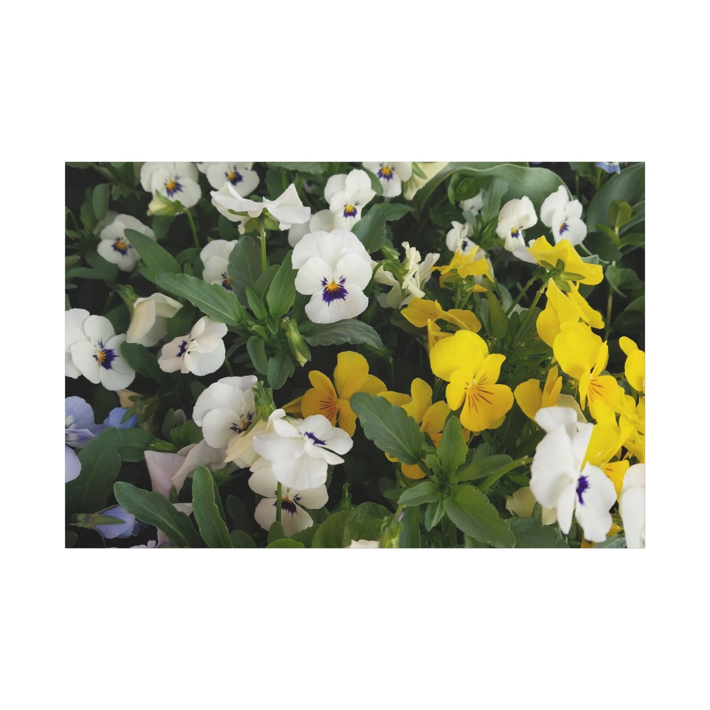 Pansies Floral Canvas Wall Art - Vibrant Pansy Design for Home Decor