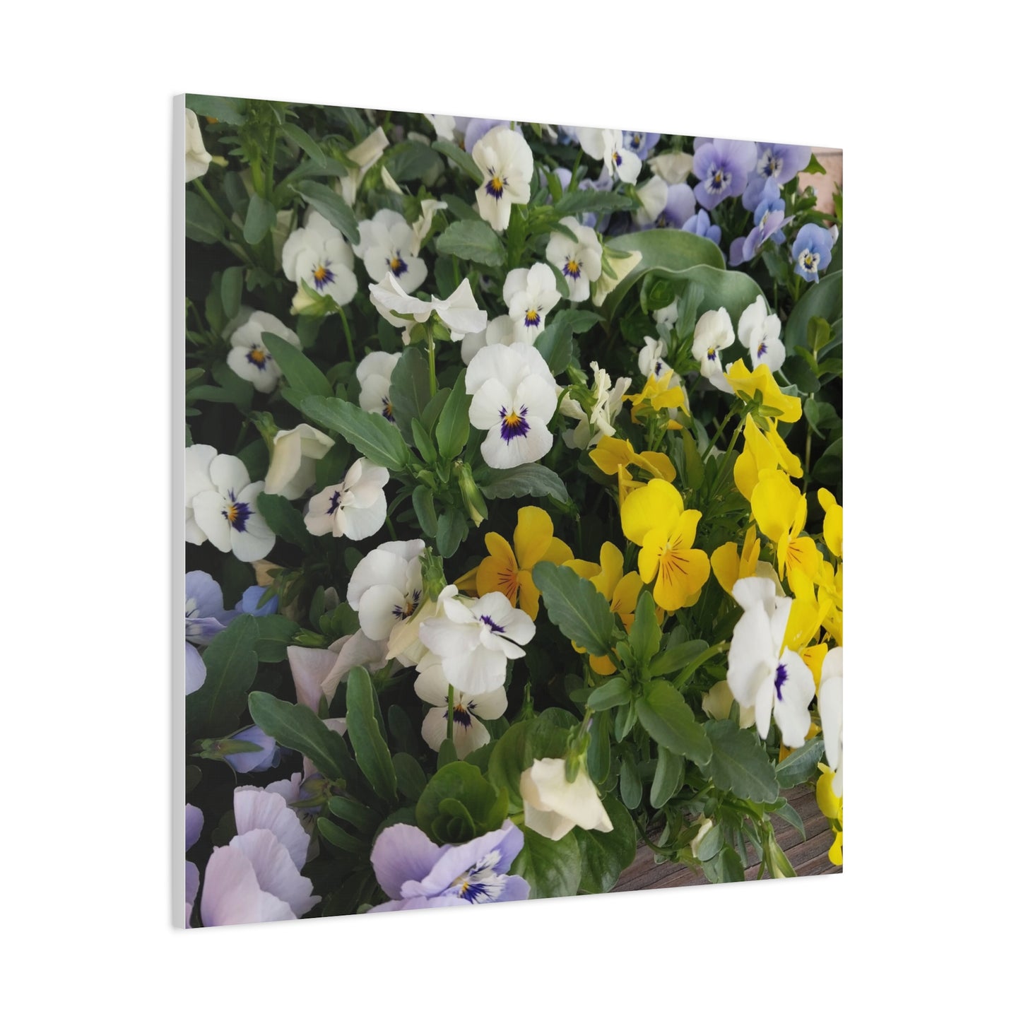 Pansies Floral Canvas Wall Art - Vibrant Pansy Design for Home Decor