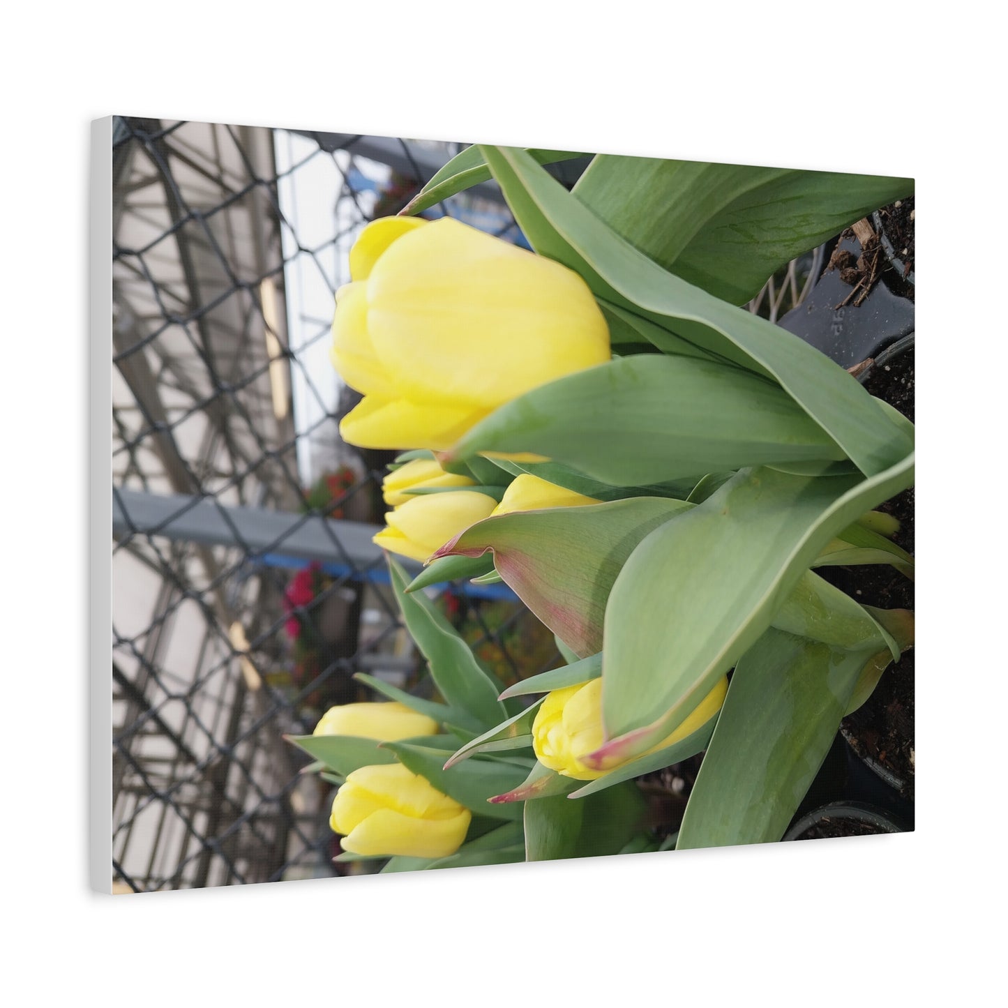 Yellow Tulip Stretched Canvas Art - Vibrant Floral Decor for Home & Gifts