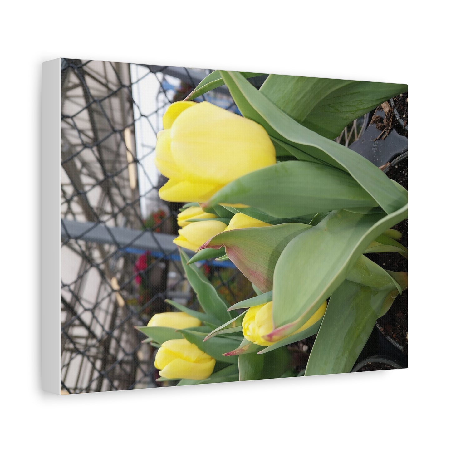Yellow Tulip Stretched Canvas Art - Vibrant Floral Decor for Home & Gifts
