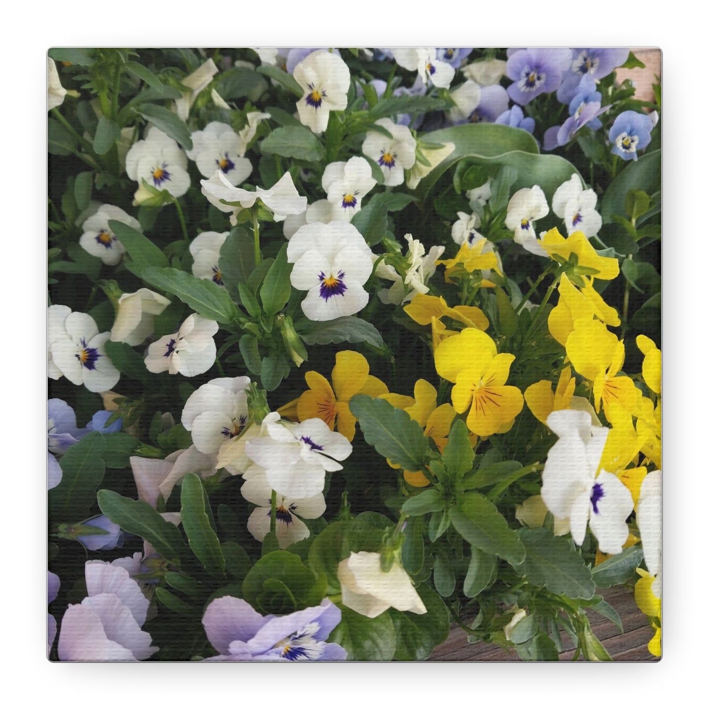 Pansies Floral Canvas Wall Art - Vibrant Pansy Design for Home Decor