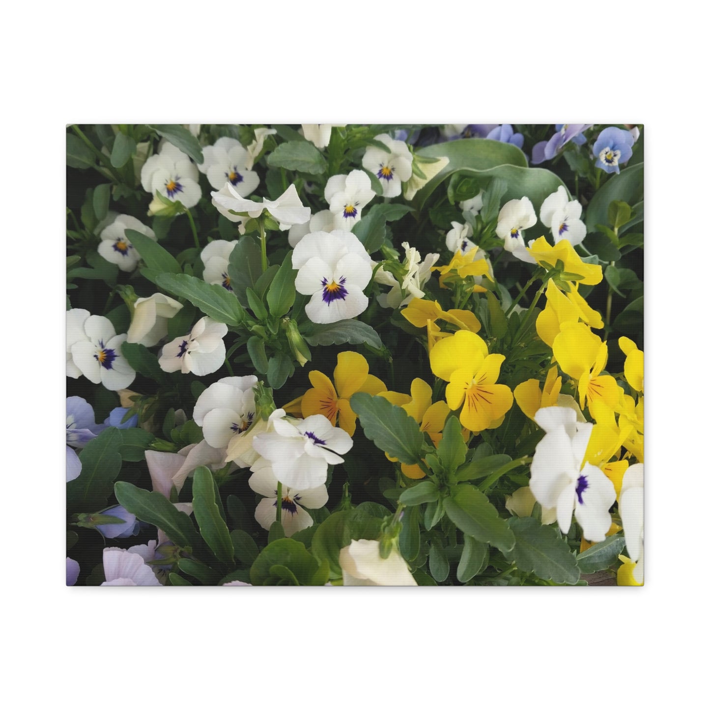 Pansies Floral Canvas Wall Art - Vibrant Pansy Design for Home Decor