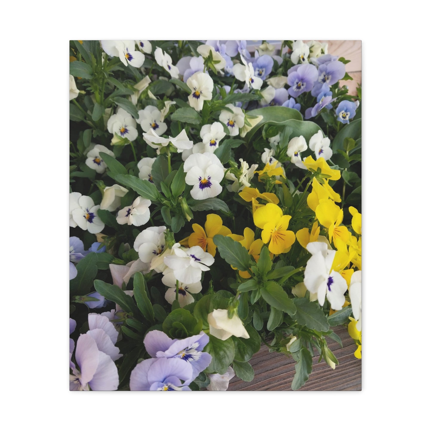 Pansies Floral Canvas Wall Art - Vibrant Pansy Design for Home Decor