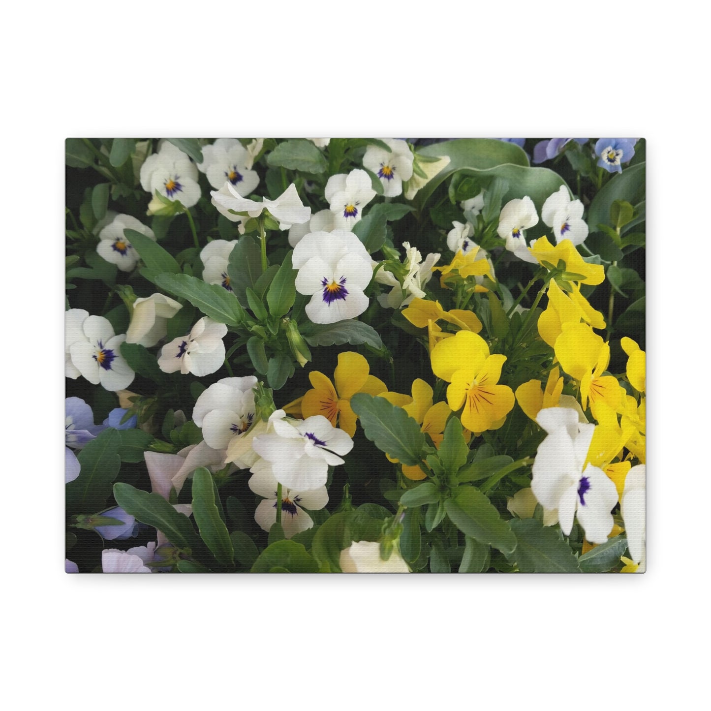 Pansies Floral Canvas Wall Art - Vibrant Pansy Design for Home Decor