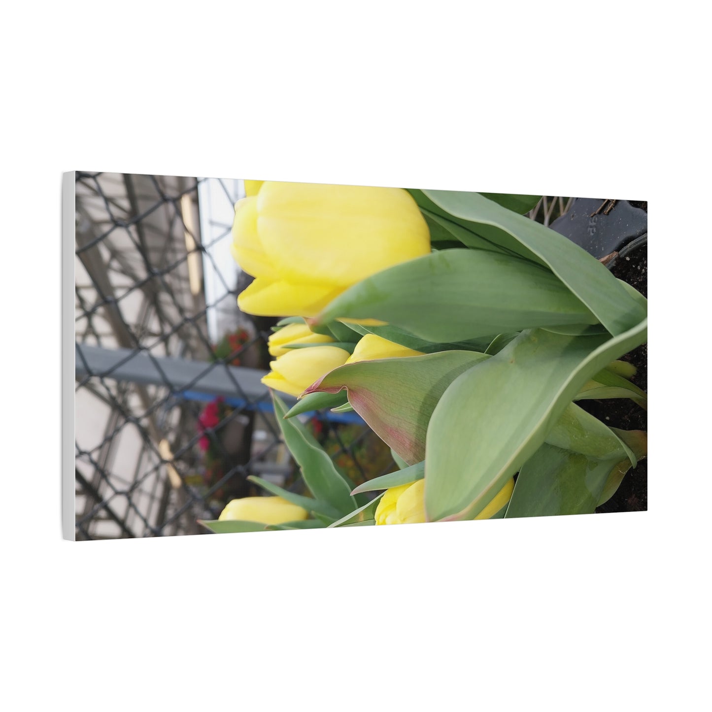 Yellow Tulip Stretched Canvas Art - Vibrant Floral Decor for Home & Gifts