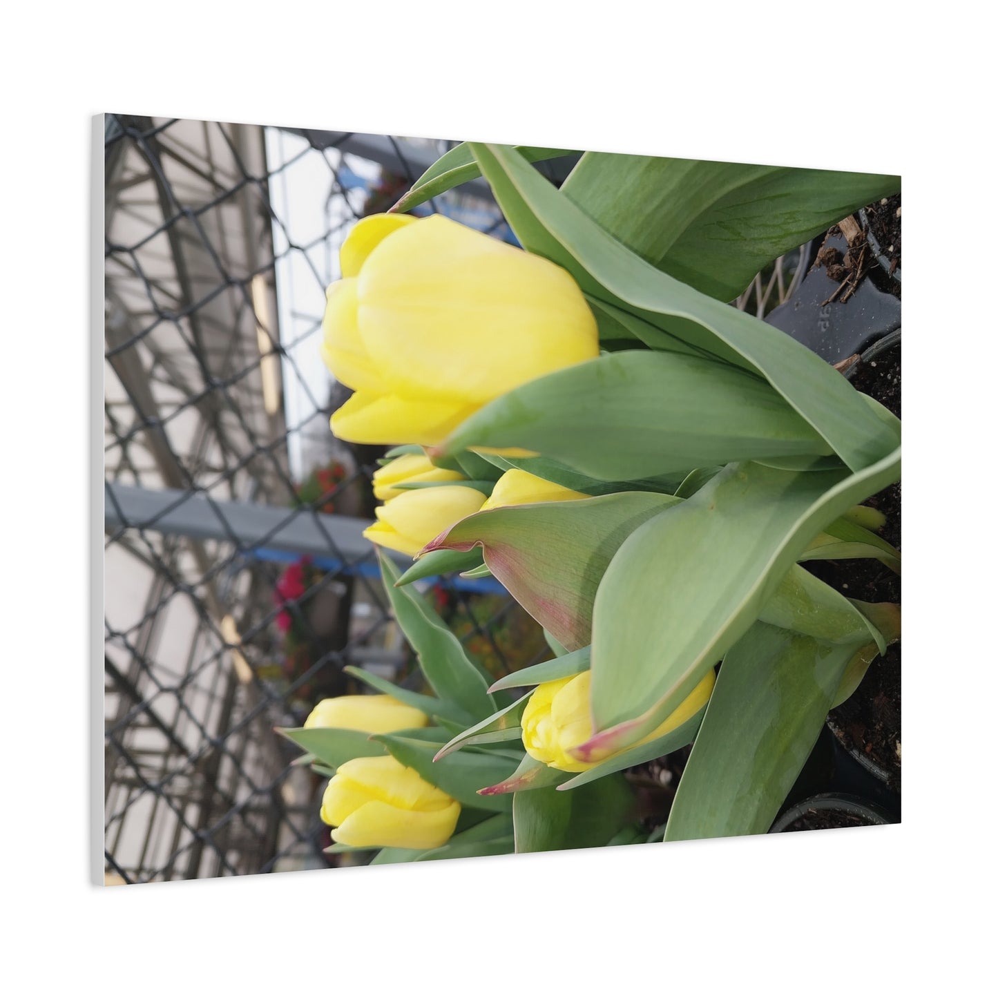Yellow Tulip Stretched Canvas Art - Vibrant Floral Decor for Home & Gifts