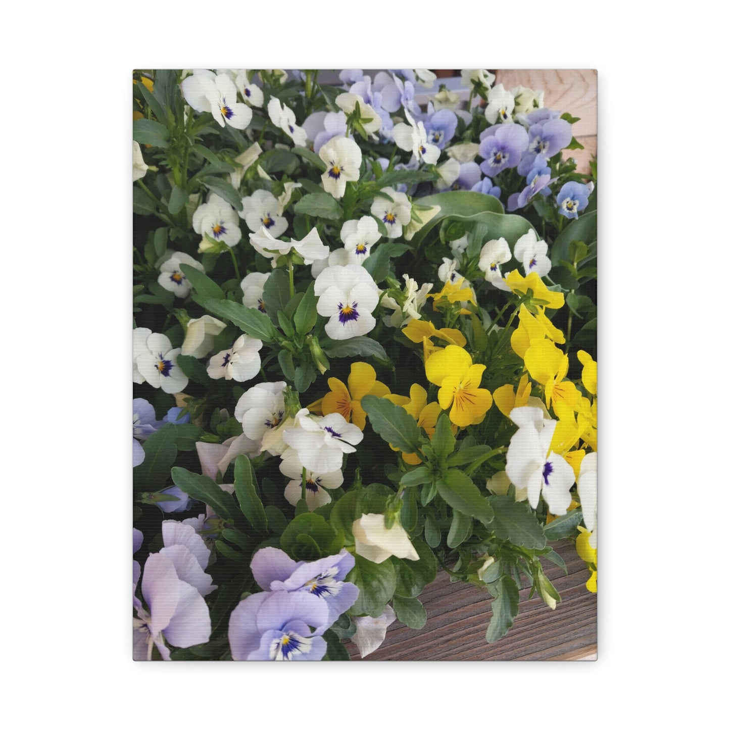 Pansies Floral Canvas Wall Art - Vibrant Pansy Design for Home Decor