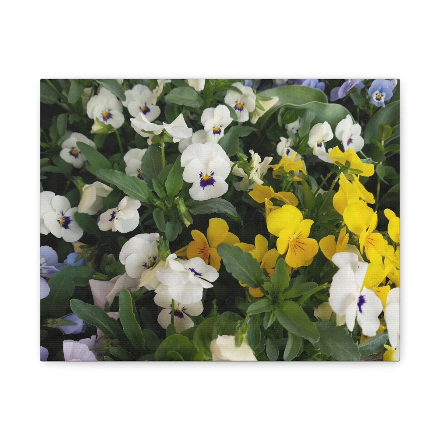 Pansies Floral Canvas Wall Art - Vibrant Pansy Design for Home Decor