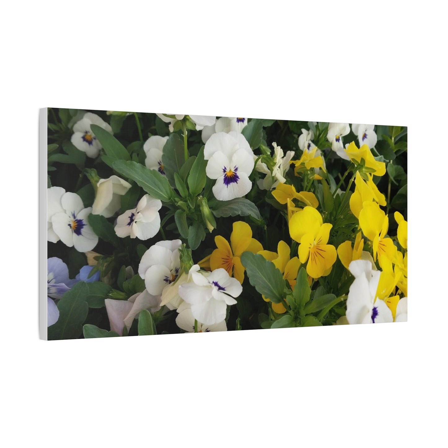 Pansies Floral Canvas Wall Art - Vibrant Pansy Design for Home Decor