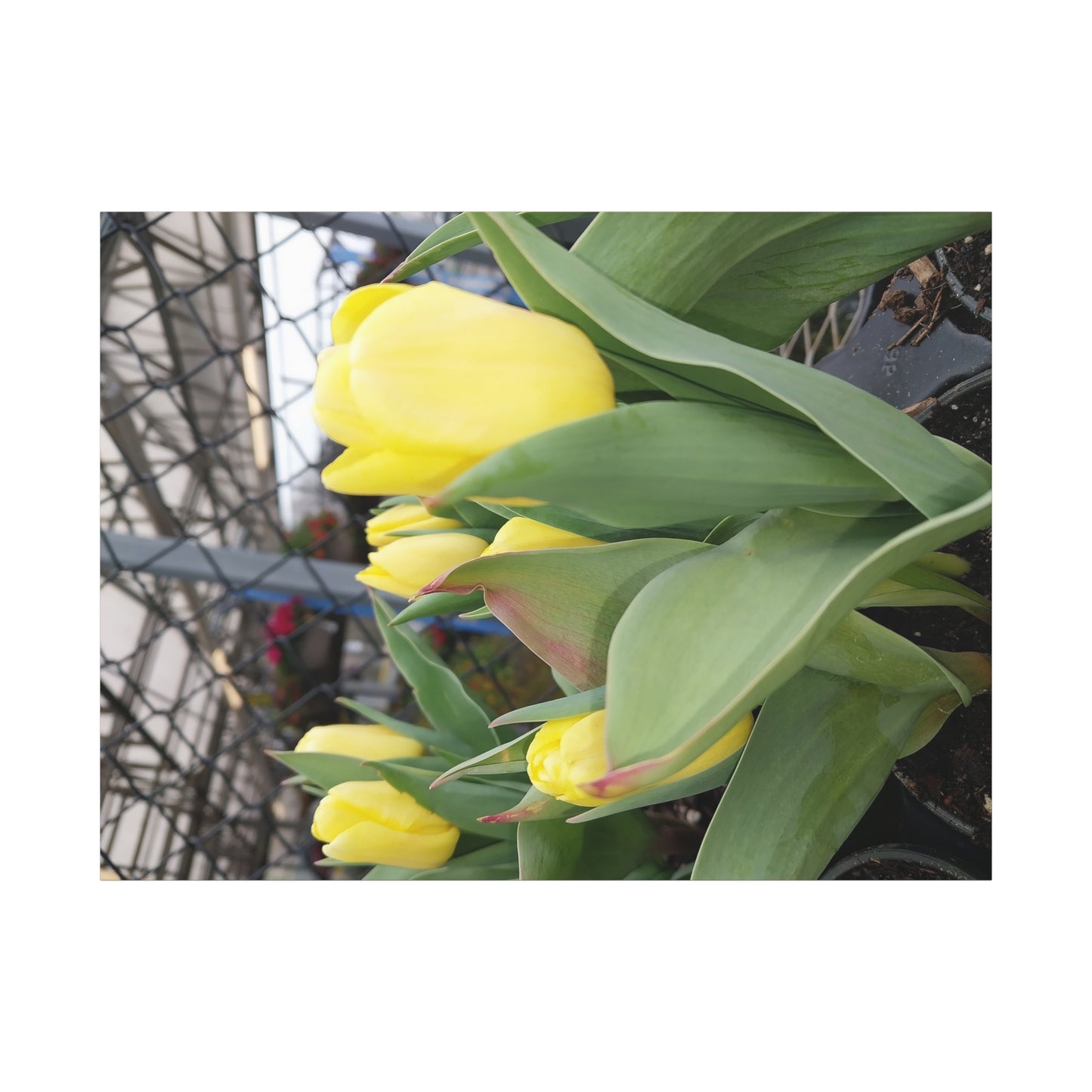Yellow Tulip Stretched Canvas Art - Vibrant Floral Decor for Home & Gifts