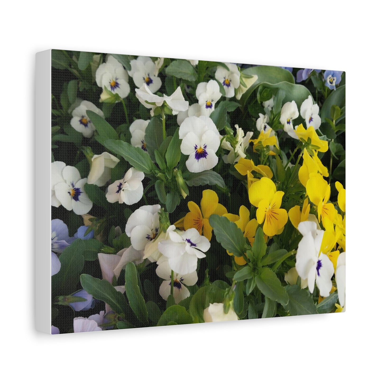 Pansies Floral Canvas Wall Art - Vibrant Pansy Design for Home Decor