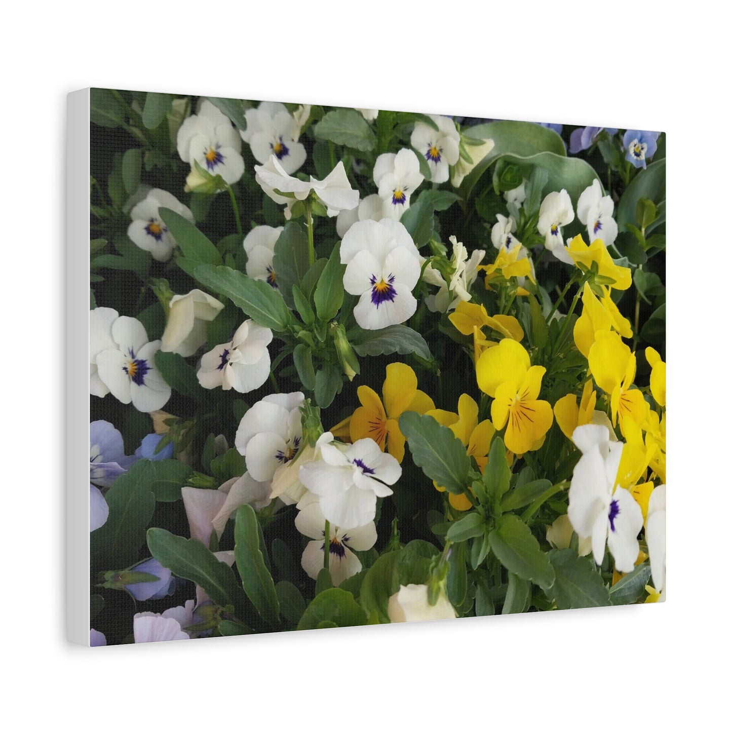 Pansies Floral Canvas Wall Art - Vibrant Pansy Design for Home Decor