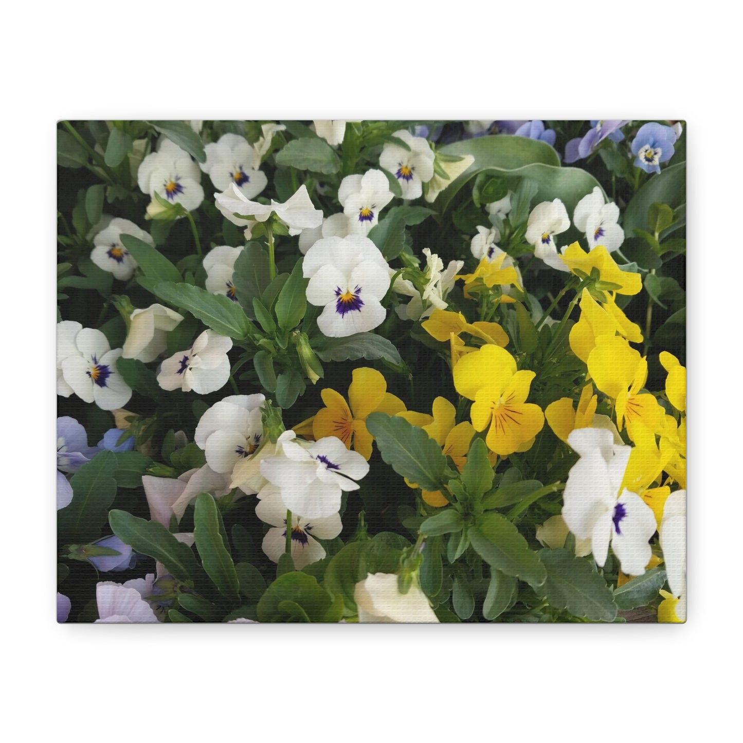 Pansies Floral Canvas Wall Art - Vibrant Pansy Design for Home Decor