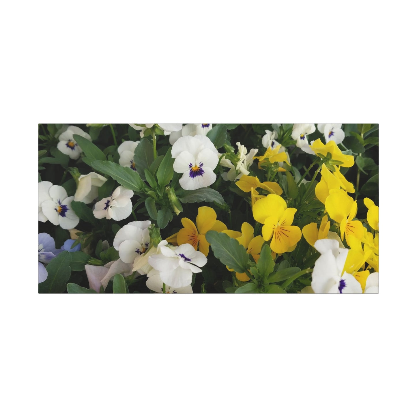 Pansies Floral Canvas Wall Art - Vibrant Pansy Design for Home Decor