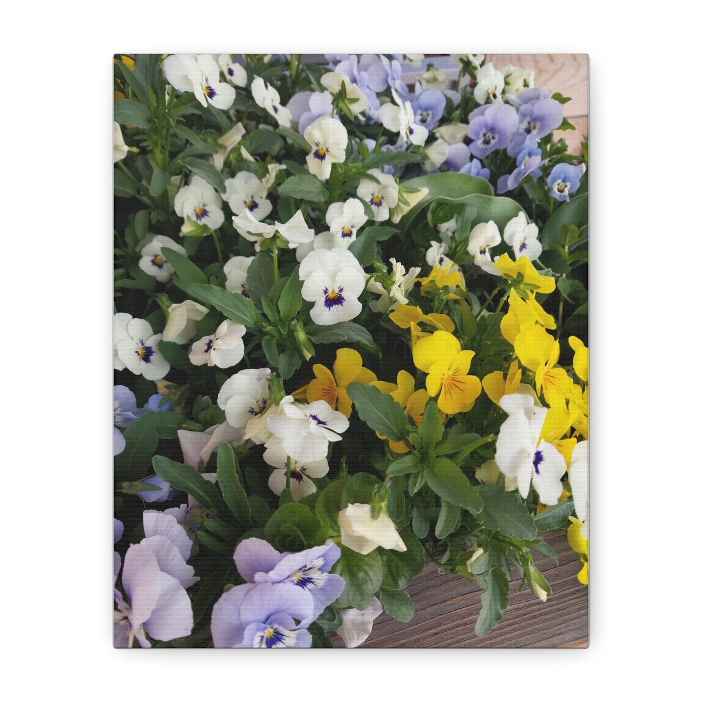 Pansies Floral Canvas Wall Art - Vibrant Pansy Design for Home Decor