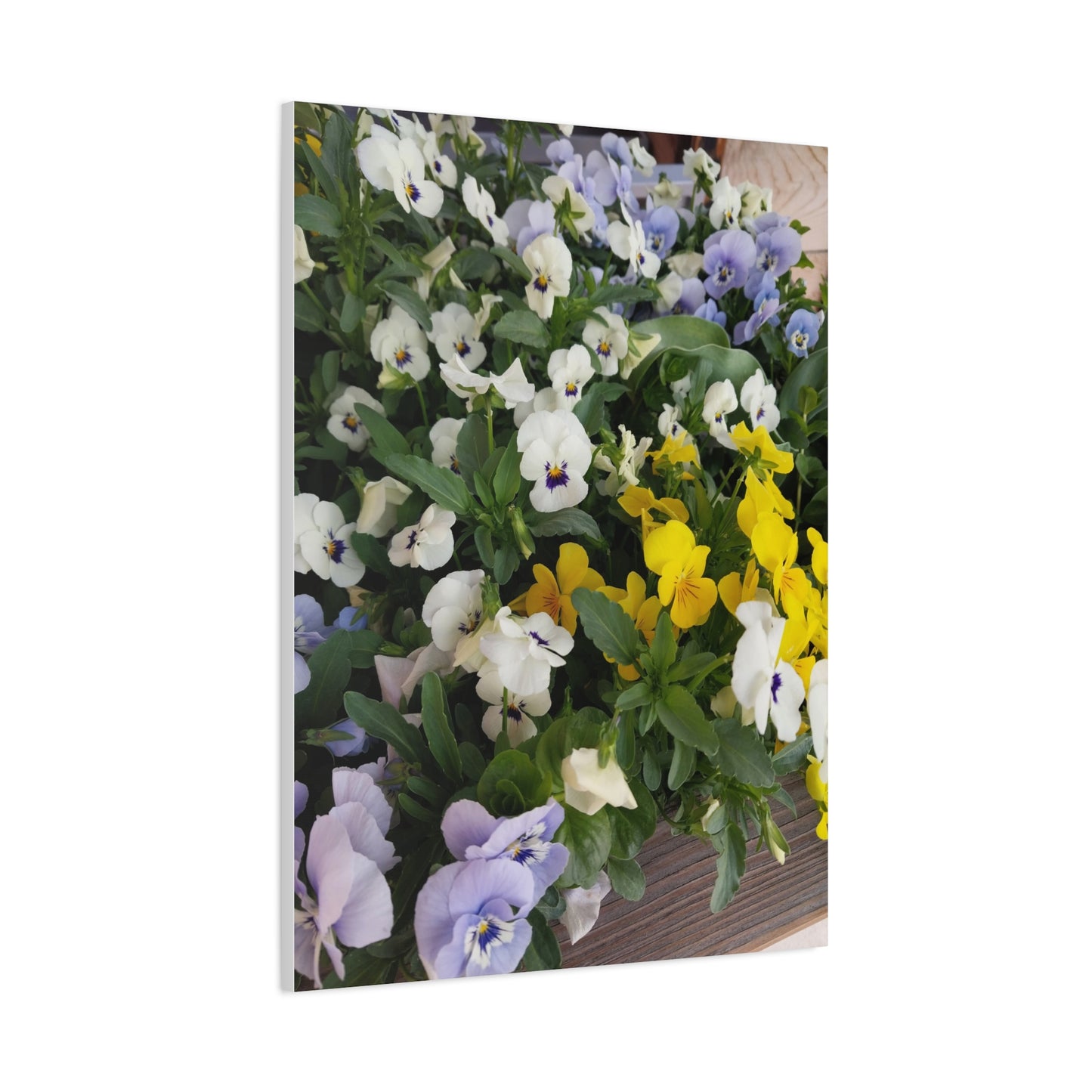 Pansies Floral Canvas Wall Art - Vibrant Pansy Design for Home Decor