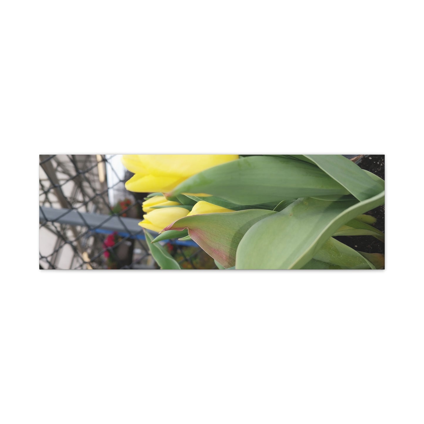 Yellow Tulip Stretched Canvas Art - Vibrant Floral Decor for Home & Gifts